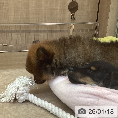 ポメラニアンの写真