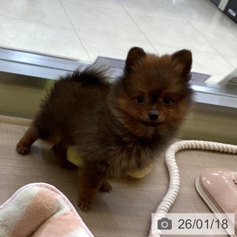 ポメラニアンの写真