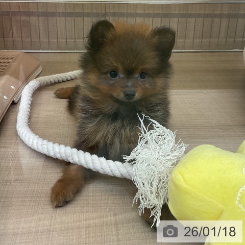 ポメラニアンの写真