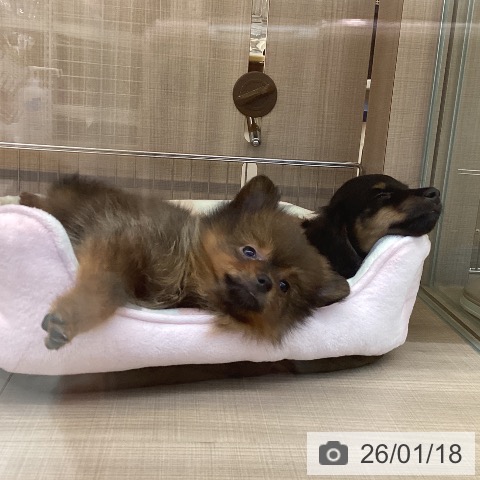 ポメラニアンの写真