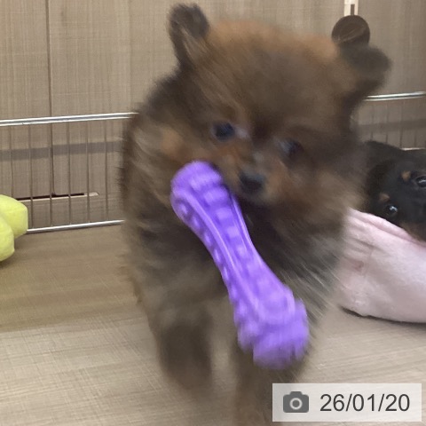 ポメラニアンの写真