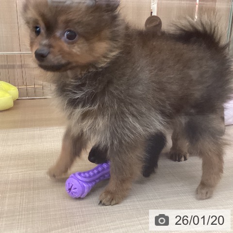 ポメラニアンの写真