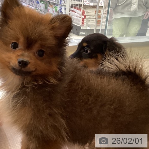 ポメラニアンの写真