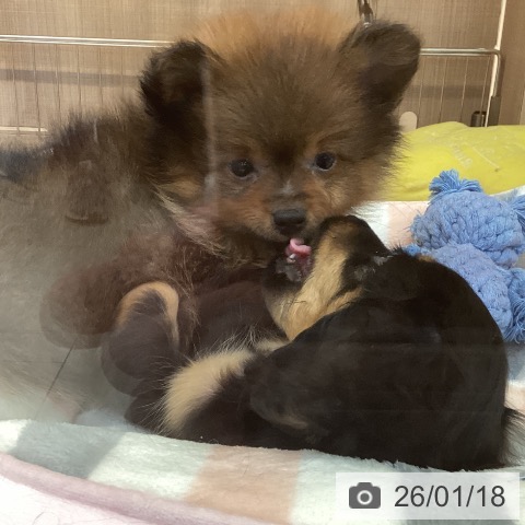 神奈川県のポメラニアン (ペッツワン 横須賀久里浜店/2025年11月13日生まれ/男の子/オレンジセーブル)の子犬の3枚目の画像