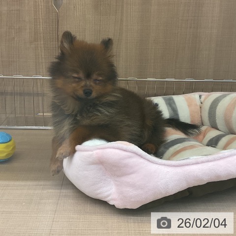 ポメラニアンの写真