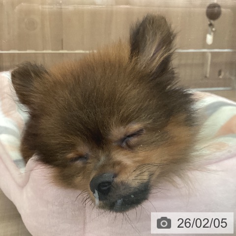 神奈川県のポメラニアン (ペッツワン 横須賀久里浜店/2025年11月13日生まれ/男の子/オレンジセーブル)の子犬の3枚目の画像