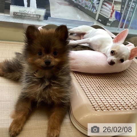 神奈川県のポメラニアン (ペッツワン 横須賀久里浜店/2025年11月13日生まれ/男の子/オレンジセーブル)の子犬の3枚目の画像