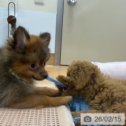 神奈川県のポメラニアン (ペッツワン 横須賀久里浜店/2025年11月13日生まれ/男の子/オレンジセーブル)の子犬の3枚目の画像