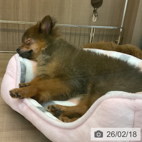 神奈川県のポメラニアン (ペッツワン 横須賀久里浜店/2025年11月13日生まれ/男の子/オレンジセーブル)の子犬の4枚目の画像