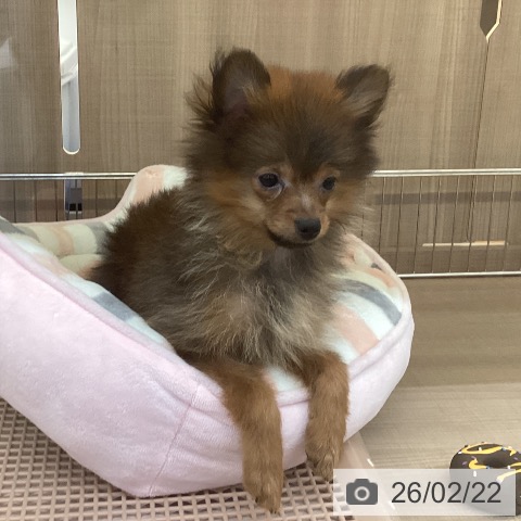 神奈川県のポメラニアン (ペッツワン 横須賀久里浜店/2025年11月13日生まれ/男の子/オレンジセーブル)の子犬の3枚目の画像