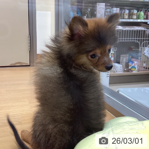 神奈川県のポメラニアン (ペッツワン 横須賀久里浜店/2025年11月13日生まれ/男の子/オレンジセーブル)の子犬の3枚目の画像