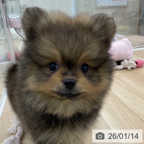 神奈川県のポメラニアン (ペットプラス 相模原並木店/2025年11月13日生まれ/男の子/オレンジセーブル)の子犬の4枚目の画像