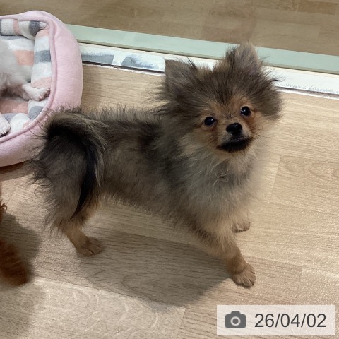 東京都のポメラニアン (ペットプラス 東久留米店/2025年11月13日生まれ/男の子/オレンジセーブル)の子犬の4枚目の画像