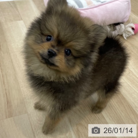 神奈川県のポメラニアン (ペットプラス 相模原並木店/2025年11月13日生まれ/男の子/オレンジセーブル)の子犬の3枚目の画像