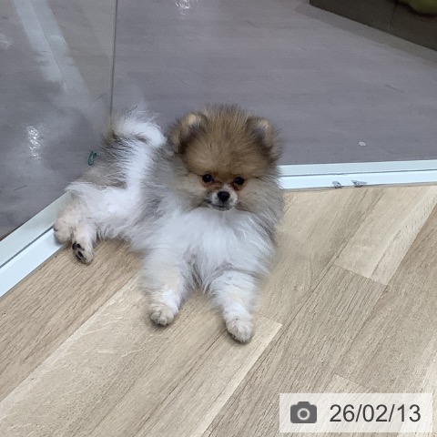 東京都のポメラニアン (ペットプラス 日の出店/2025年11月11日生まれ/男の子/オレンジホワイト)の子犬の4枚目の画像