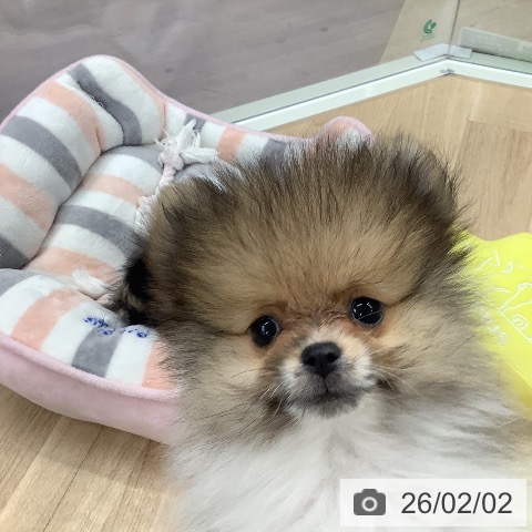 東京都のポメラニアン (ペットプラス 日の出店/2025年11月11日生まれ/男の子/オレンジホワイト)の子犬の3枚目の画像
