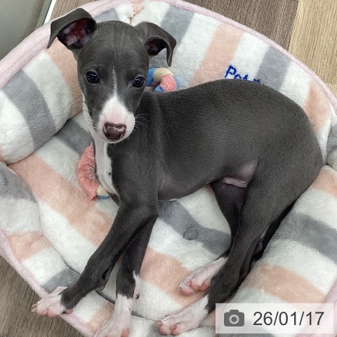 福島県のイタリアングレーハウンド (ペットプラス 福島店/2025年11月11日生まれ/男の子/ブルーホワイトマーキングス)の子犬の4枚目の画像