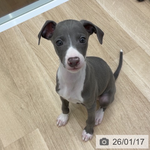 福島県のイタリアングレーハウンド (ペットプラス 福島店/2025年11月11日生まれ/男の子/ブルーホワイトマーキングス)の子犬の3枚目の画像