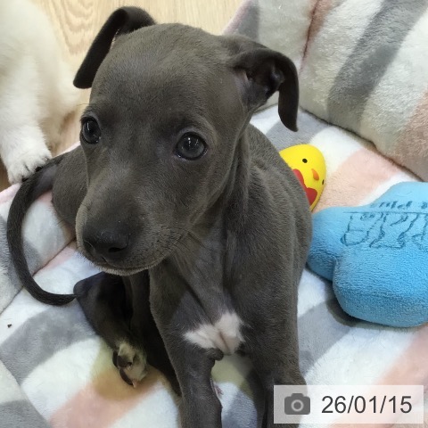 千葉県のイタリアングレーハウンド (ペットプラス 幕張新都心店/2025年11月11日生まれ/男の子/ブルーホワイトマーキングス)の子犬の3枚目の画像