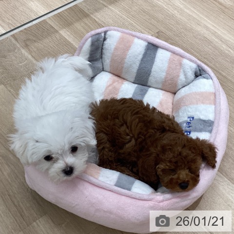 マルチーズの写真