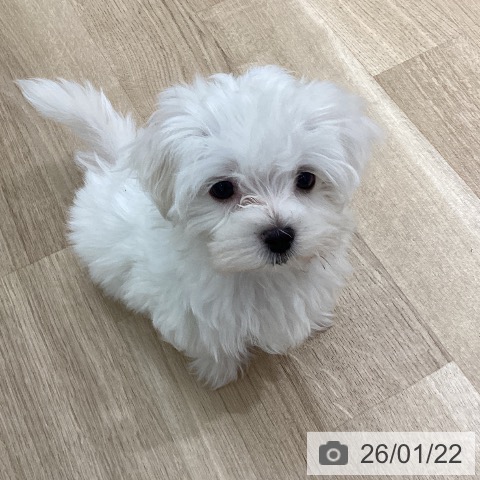 マルチーズの写真