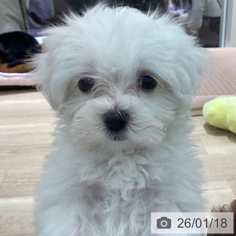 マルチーズの写真