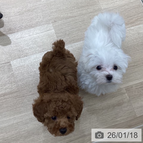 宮城県のマルチーズ (ペットプラス 仙台上杉店/2025年11月14日生まれ/男の子/ホワイト)の子犬の4枚目の画像