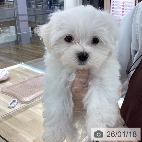 宮城県のマルチーズ (ペットプラス 仙台上杉店/2025年11月14日生まれ/男の子/ホワイト)の子犬の3枚目の画像