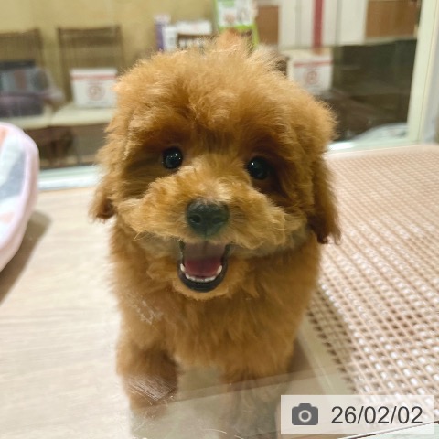 トイ・プードルの写真