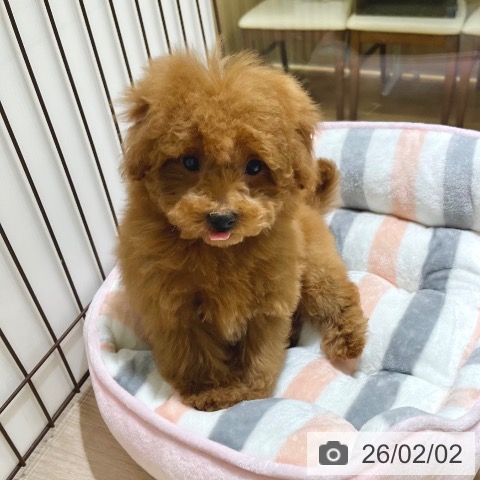 トイ・プードルの写真