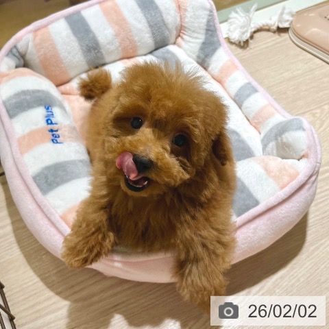 トイ・プードルの写真