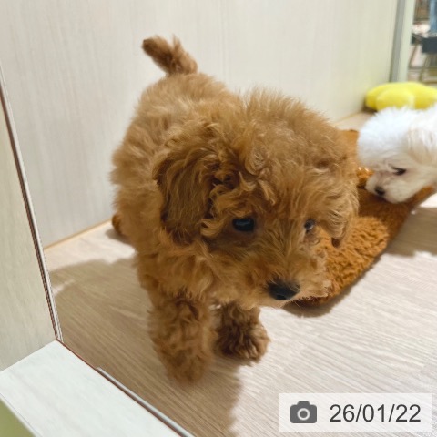 東京都のトイプードル(トイ) (ペットプラス 板橋店/2025年11月13日生まれ/男の子/レッド)の子犬の4枚目の画像