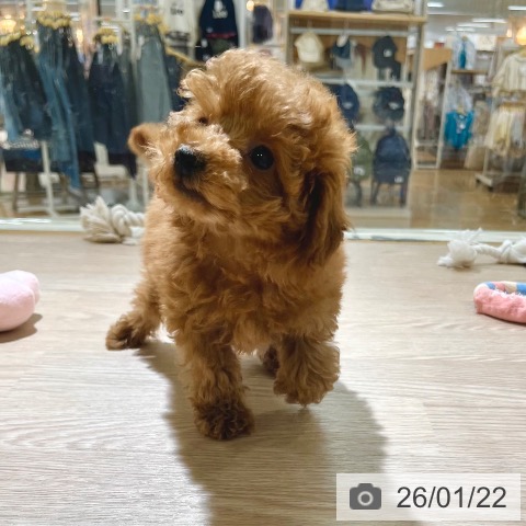 東京都のトイプードル(トイ) (ペットプラス 板橋店/2025年11月13日生まれ/男の子/レッド)の子犬の3枚目の画像