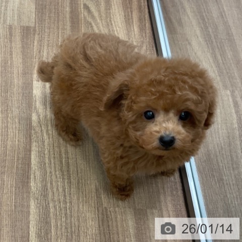 茨城県のトイプードル(トイ) (ペッツワン 古河店/2025年11月13日生まれ/男の子/レッド)の子犬の3枚目の画像