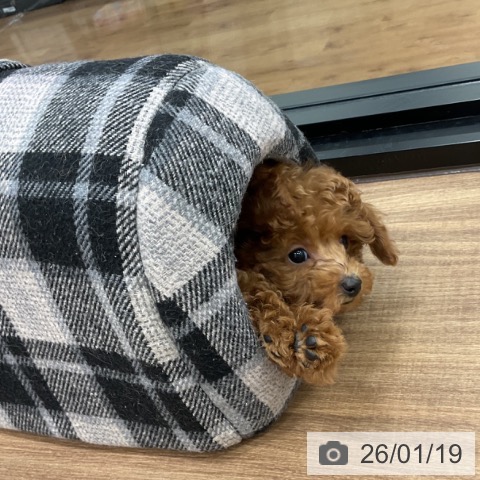 茨城県のトイプードル(トイ) (ペッツワン 古河店/2025年11月13日生まれ/男の子/レッド)の子犬の4枚目の画像