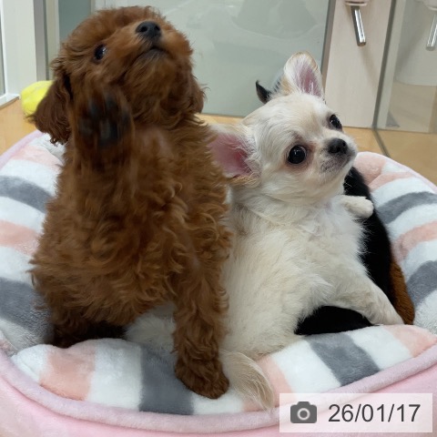 トイ・プードルの写真