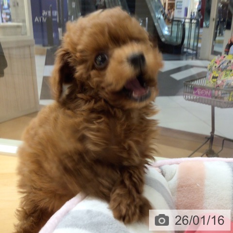 埼玉県のトイプードル(トイ) (ペットプラス 浦和美園店/2025年11月14日生まれ/女の子/レッド)の子犬の4枚目の画像