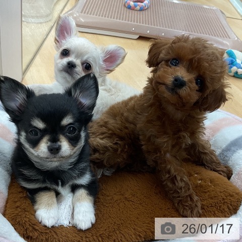 トイ・プードルの写真