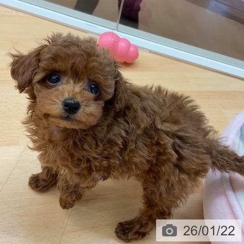 埼玉県のトイプードル(トイ) (ペットプラス 浦和美園店/2025年11月14日生まれ/女の子/レッド)の子犬の4枚目の画像