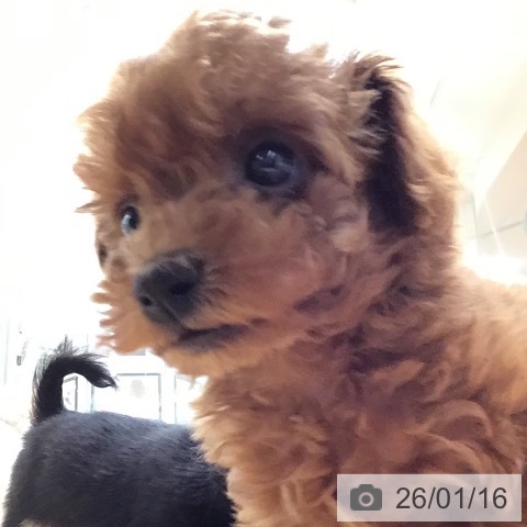 埼玉県のトイプードル(トイ) (ペットプラス 浦和美園店/2025年11月14日生まれ/女の子/レッド)の子犬の3枚目の画像