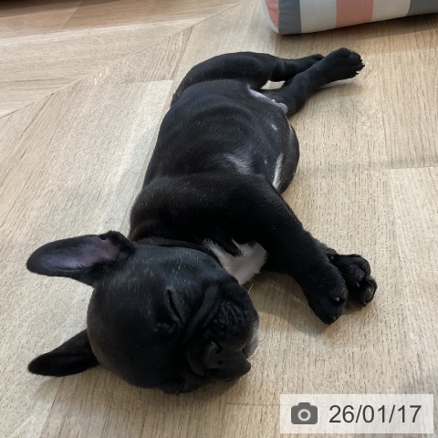 埼玉県のフレンチブルドッグ (ペットプラス ららぽーと新三郷店/2025年11月15日生まれ/男の子/ブリンドルホワイト)の子犬の4枚目の画像