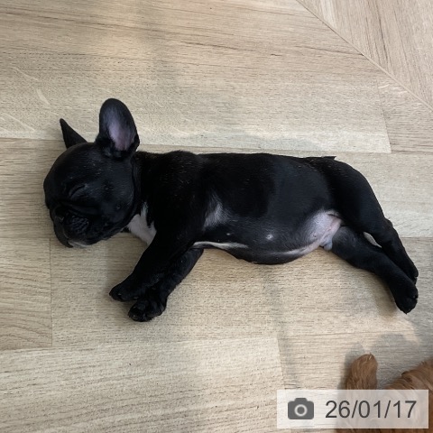 埼玉県のフレンチブルドッグ (ペットプラス ららぽーと新三郷店/2025年11月15日生まれ/男の子/ブリンドルホワイト)の子犬の3枚目の画像