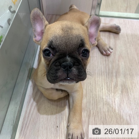 千葉県のフレンチブルドッグ (ペットプラス 幕張新都心店/2025年11月15日生まれ/男の子/フォーン)の子犬の3枚目の画像