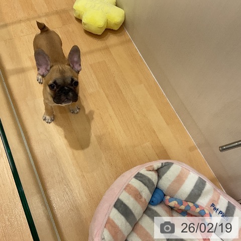 千葉県のフレンチブルドッグ (ペットプラス 成田店/2025年11月15日生まれ/男の子/フォーン)の子犬の3枚目の画像