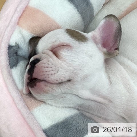 フレンチ・ブルドッグの写真