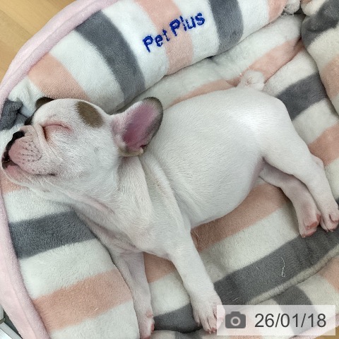 千葉県のフレンチブルドッグ (ペットプラス 八千代緑が丘店/2025年11月15日生まれ/男の子/ホワイトフォーン)の子犬の4枚目の画像