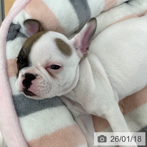 千葉県のフレンチブルドッグ (ペットプラス 八千代緑が丘店/2025年11月15日生まれ/男の子/ホワイトフォーン)の子犬の3枚目の画像