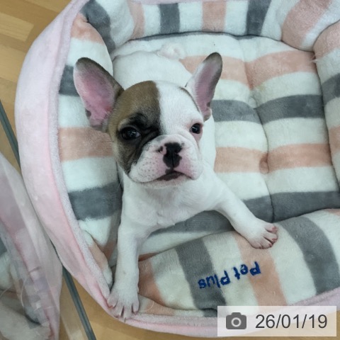 千葉県のフレンチブルドッグ (ペットプラス 八千代緑が丘店/2025年11月15日生まれ/男の子/ホワイトフォーン)の子犬の4枚目の画像