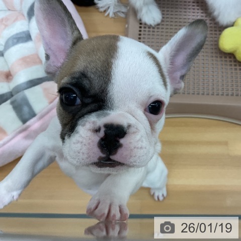 千葉県のフレンチブルドッグ (ペットプラス 八千代緑が丘店/2025年11月15日生まれ/男の子/ホワイトフォーン)の子犬の3枚目の画像