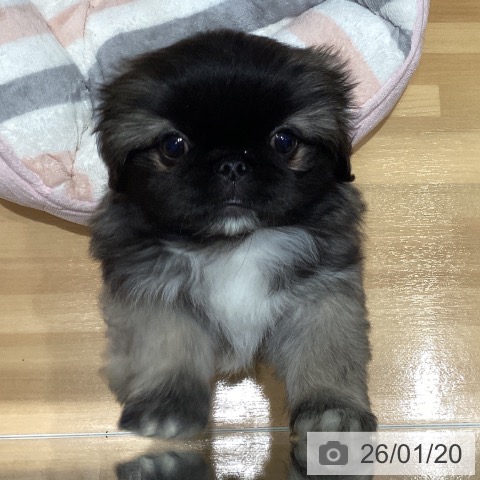 埼玉県のペキニーズ (ペットプラス 与野店/2025年11月15日生まれ/男の子/フォーンホワイト)の子犬の4枚目の画像